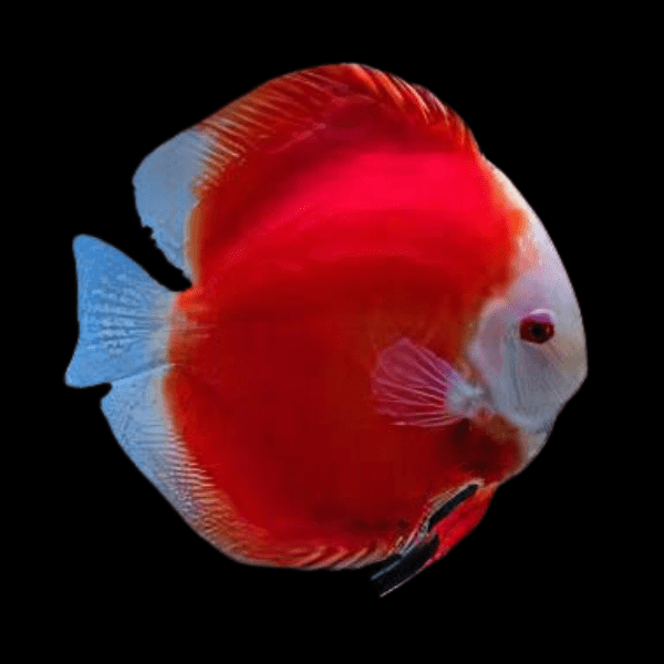 Red Melon Discus 5cm
