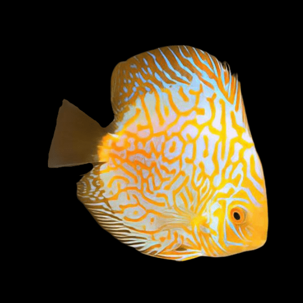 Yellow Pigeon Checkerboard Discus 5cm