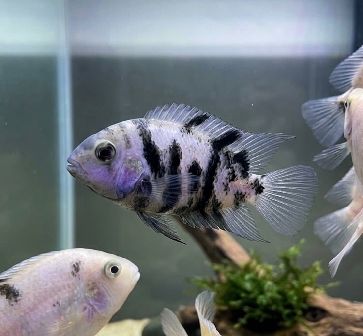3-4" Marble Convict Cichlid - MALE