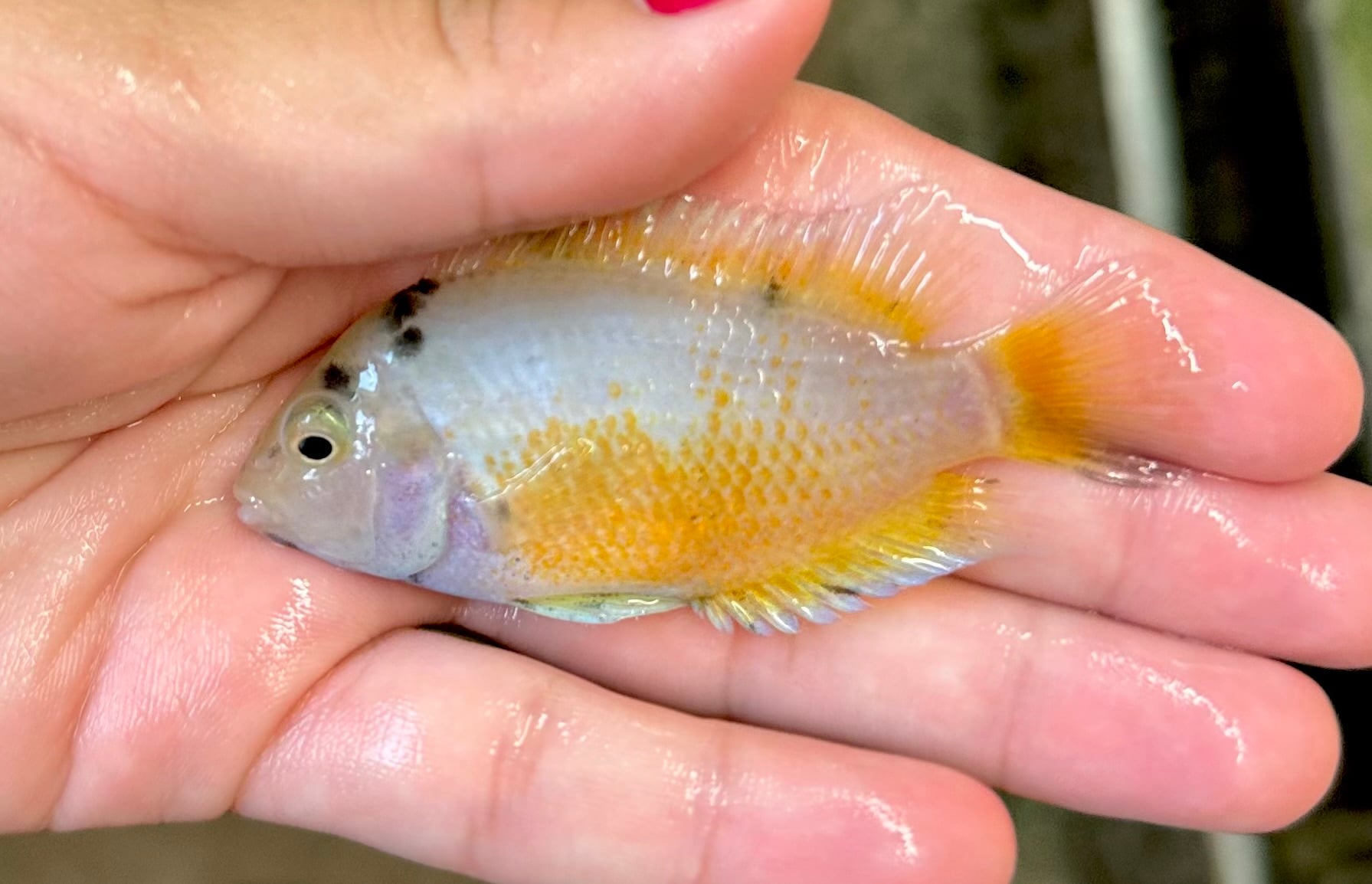 3-4" Marble Convict Cichlid - FEMALE