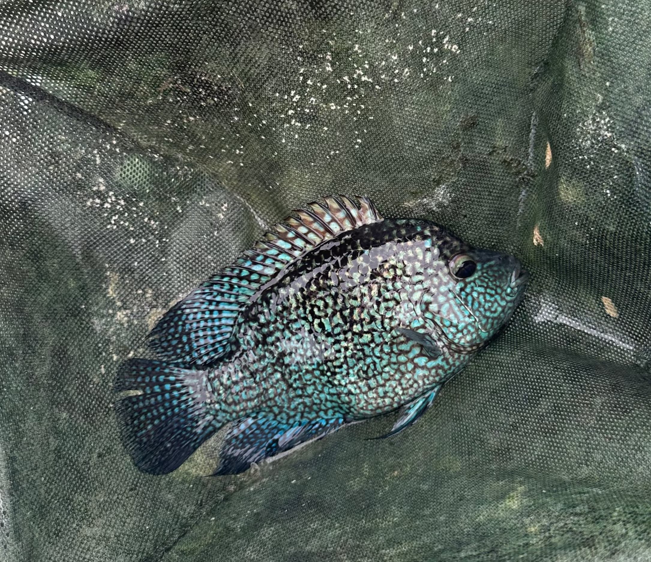 3-4" Electric Blue Texas Cichlid