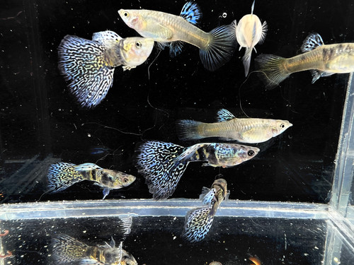 Blue Tiger Guppy 1 Pair 1M/1F