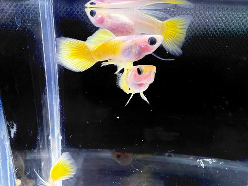 Gold Short Glassbelly Ribbon Guppy 1 pair 1M/1F