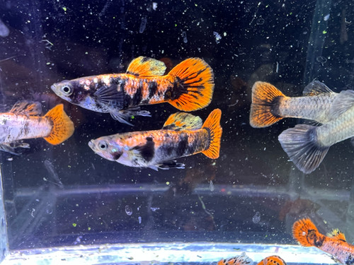 Magenta Red Roundtail Guppy 1 Pair 1M/1F