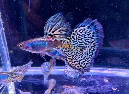Metal Blue Grass Guppy 1 TRIO 1M/1F