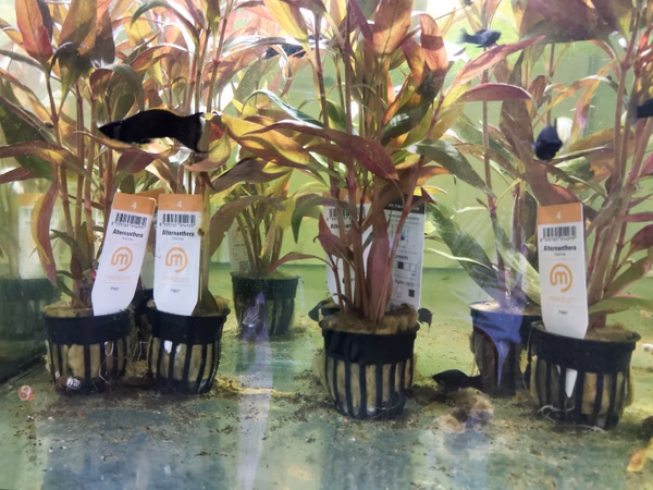 ALTERNANTHERA LILACINA/ROSEIFOLIA - PLANTE AQUARIUM - PLANTE AQUATIQUE