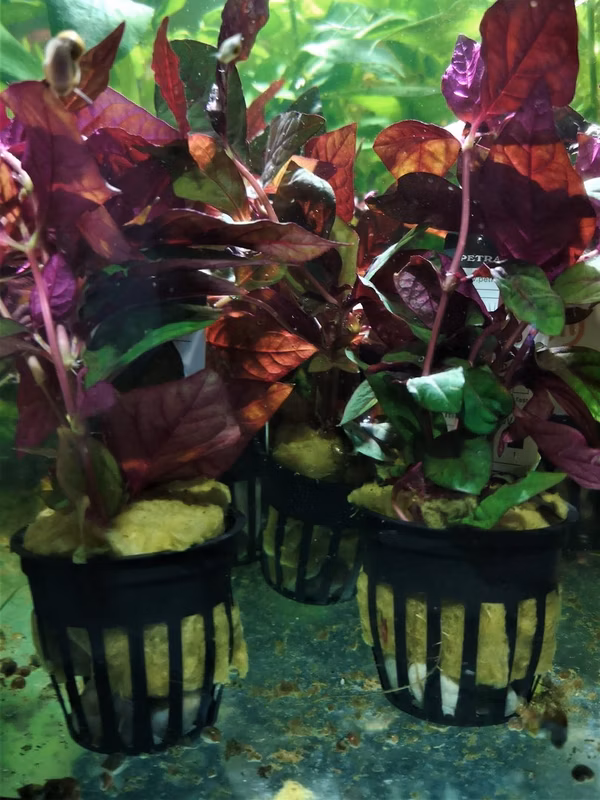 ALTERNANTHERA REINICKII / SESSILIS ROUGE - PLANTE AQUATIQUE - PLANTE AQUARIUM