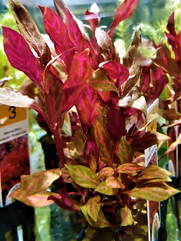 ALTERNANTHERA REINICKII ROSANERVIG - PLANTE AQUATIQUE - PLANTE AQUARIUM