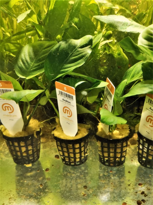 ANUBIA BARTERI VARIETE BROAD LEAF - PLANTE AQUATIQUE - PLANTE AQUARIUM