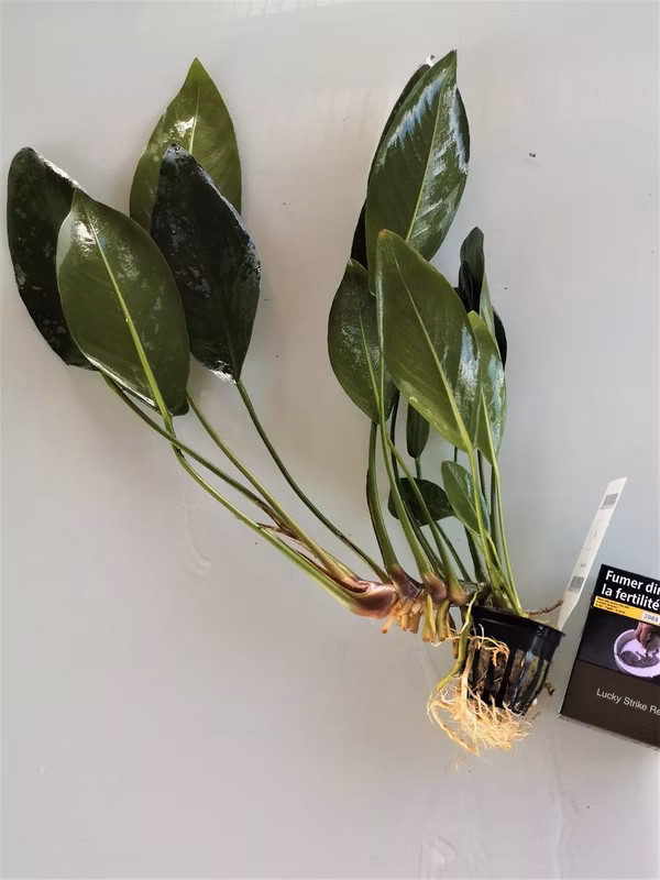 ANUBIA CONGENSIS XXL - PLANTE AQUATIQUE - PLANTE AQUARIUM