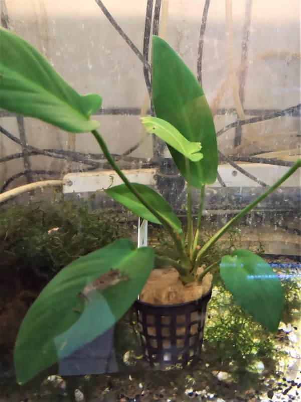 ANUBIA HASTIFOLIA - PLANTE AQUATIQUE - PLANTE AQUARIUM
