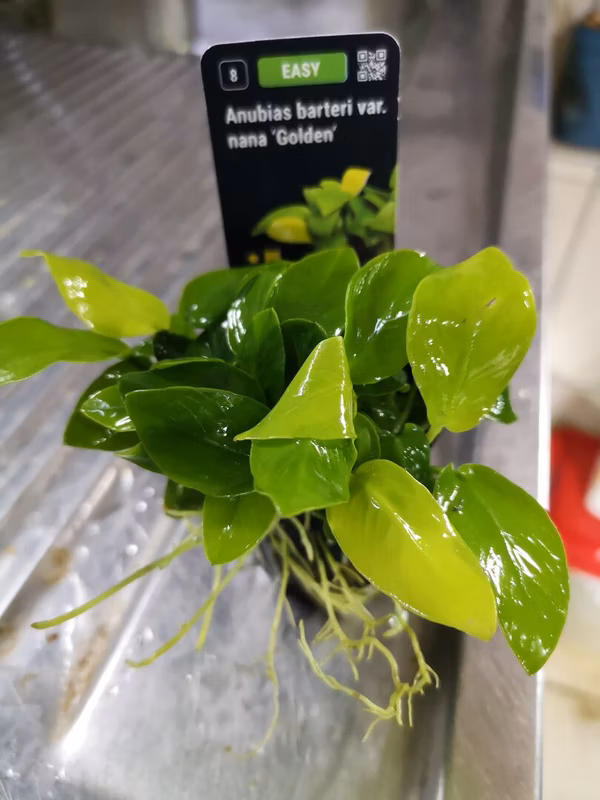 ANUBIA NANA GOLDEN YELLOW HEART - PLANTE AQUATIQUE - PLANTE AQUARIUM