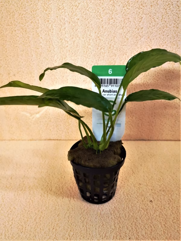ANUBIA SP SHORT AND SHARP - PLANTE AQUATIQUE - PLANTE AQUARIUM