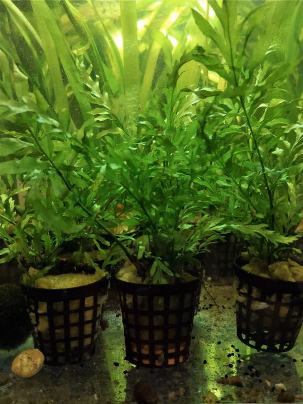 BOLBITIS HEUDELOTII - PLANTE AQUATIQUE - PLANTE AQUARIUM - FOUGÈRE AQUATIQUE