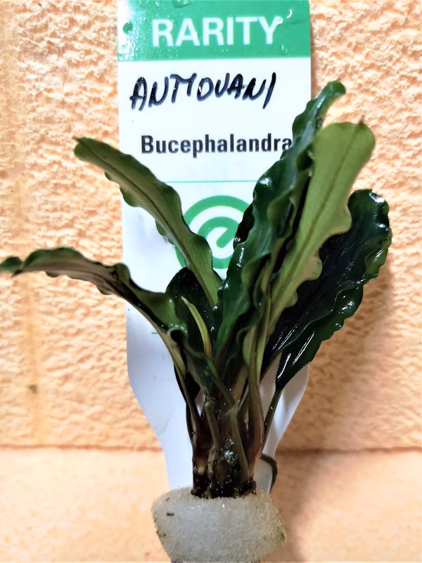 BUCEPHALANDRA - ANTYOVANI - PLANTE AQUATIQUE - PLANTE AQUARIUM