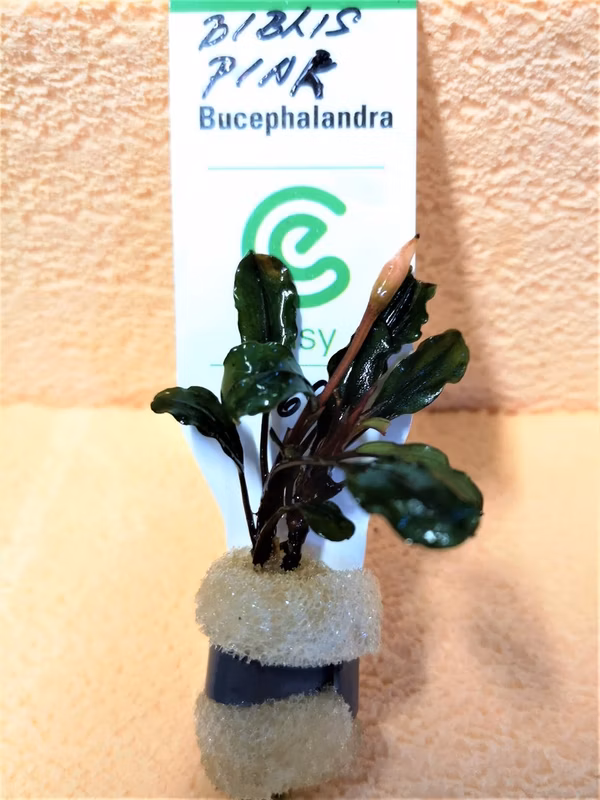 BUCEPHALANDRA - BIBLIS PINK - PLANTE AQUATIQUE - PLANTE AQUARIUM