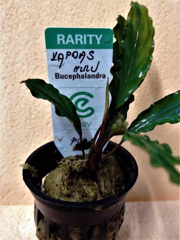 BUCEPHALANDRA - KAPUAS HULU - PLANTE AQUATIQUE - PLANTE AQUARIUM