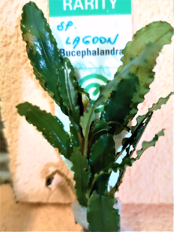 BUCEPHALANDRA - SP LAGOON - PLANTE AQUATIQUE - PLANTE AQUARIUM