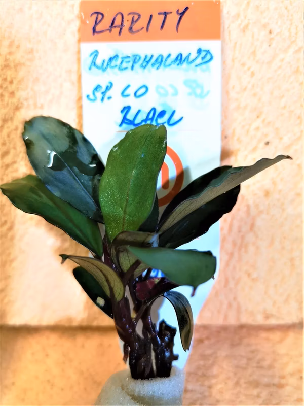 BUCEPHALANDRA - SP LO BLACK - PLANTE AQUATIQUE - PLANTE AQUARIUM