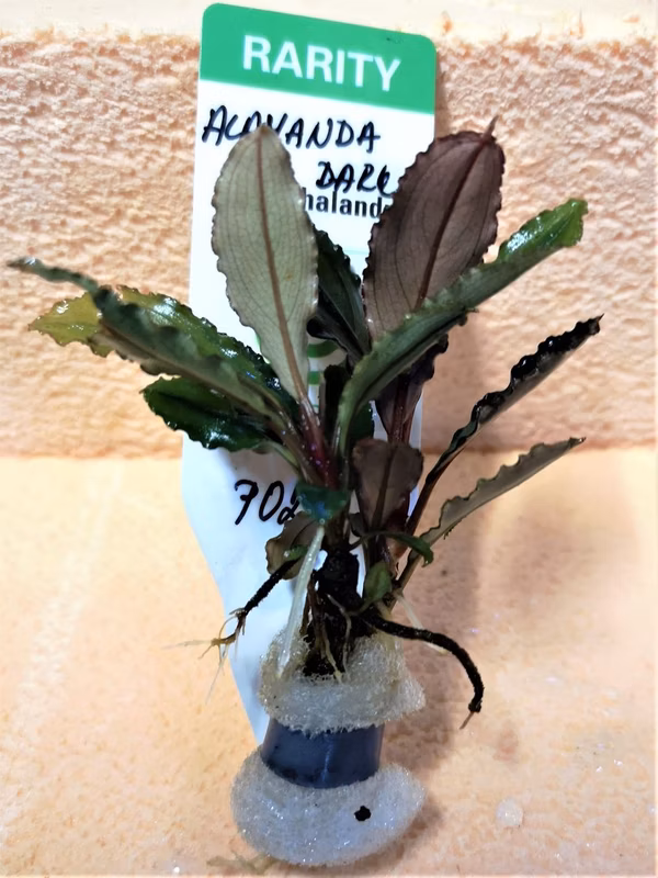 BUCEPHALANDRA ALAMANDA V3 DARK - PLANTE AQUARIUM - PLANTE AQUATIQUE
