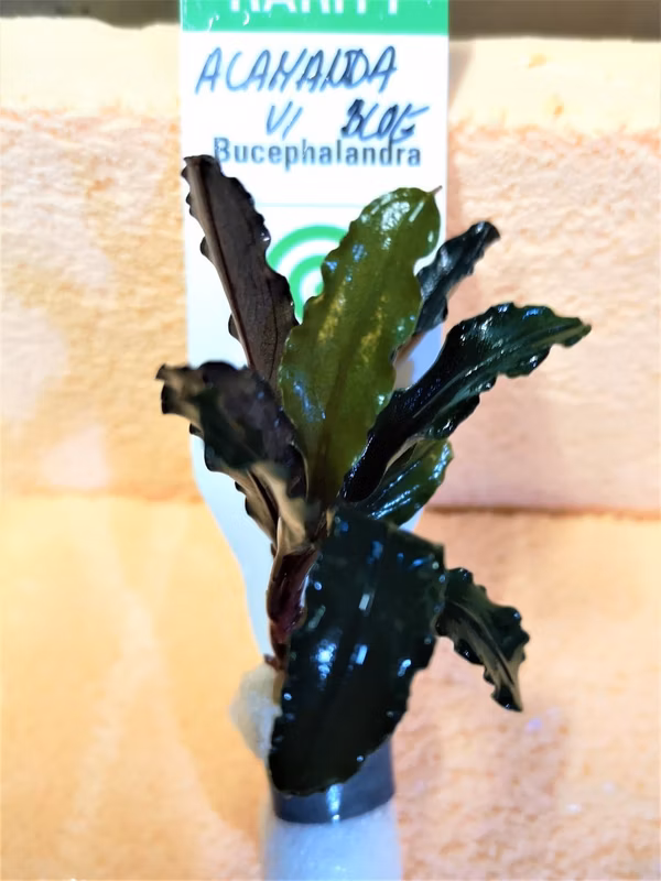 BUCEPHALANDRA ALAMANDA VI BLUE - PLANTE AQUARIUM - PLANTE AQUATIQUE