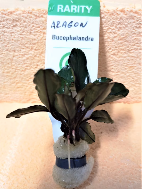 BUCEPHALANDRA ARAGON - PLANTE AQUARIUM - PLANTE AQUATIQUE