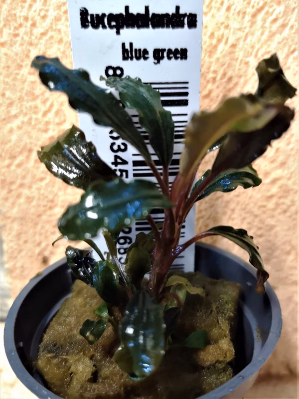 BUCEPHALANDRA BLUE GREEN - PLANTE AQUATIQUE - PLANTE AQUARIUM