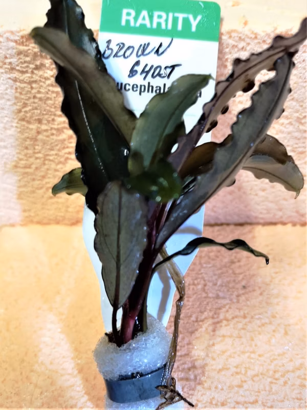 BUCEPHALANDRA BROWN GHOST - PLANTE AQUARIUM - PLANTE AQUATIQUE