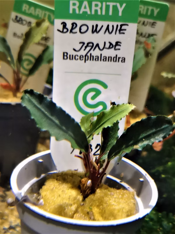 BUCEPHALANDRA BROWNIE JADE - PLANTE AQUATIQUE - PLANTE AQUARIUM