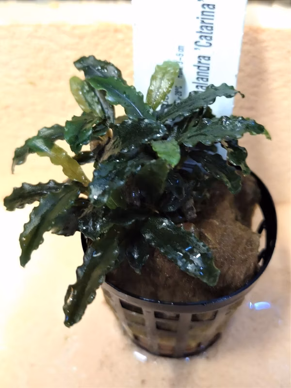 BUCEPHALANDRA CATARINA - PLANTE AQUARIUM - PLANTE AQUATIQUE