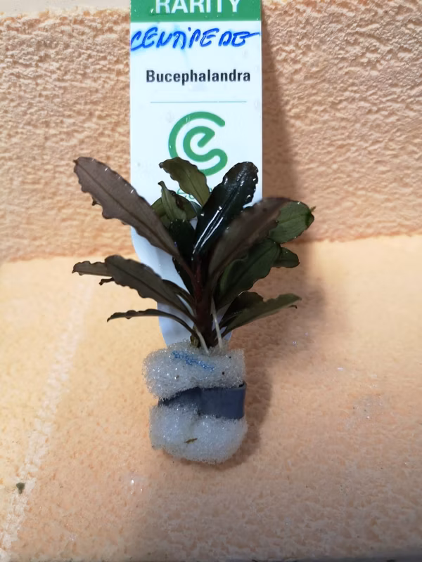 BUCEPHALANDRA CENTIPEDE - PLANTE AQUARIUM - PLANTE AQUATIQUE