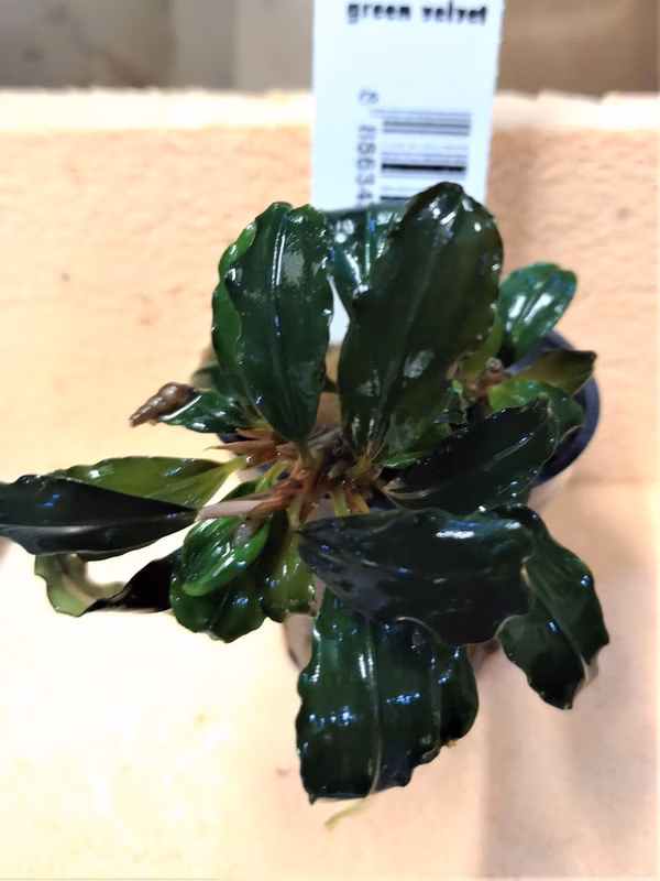 BUCEPHALANDRA GREEN VELVET - PLANTE AQUARIUM - PLANTE AQUATIQUE