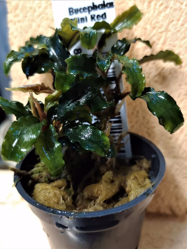 BUCEPHALANDRA MINI RED - PLANTE AQUATIQUE - PLANTE AQUARIUM