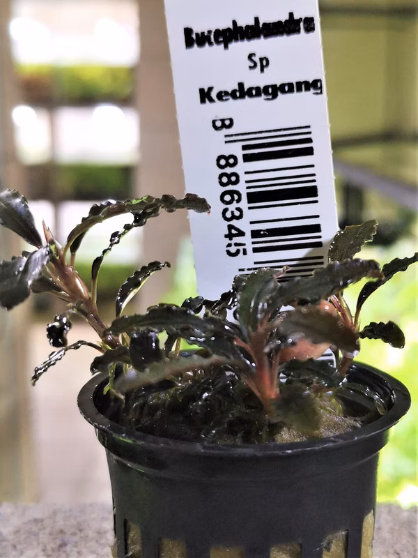 BUCEPHALANDRA SP KEDAGANG - PLANTE AQUATIQUE - PLANTE AQUARIUM