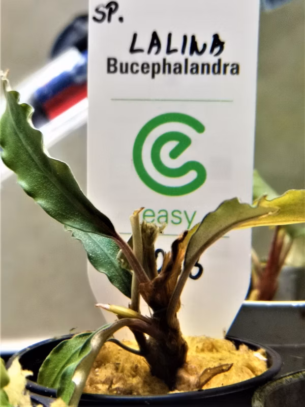 BUCEPHALANDRA SP LALINA - PLANTE AQUATIQUE - PLANTE AQUARIUM