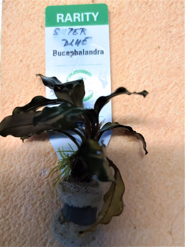 BUCEPHALANDRA SUPER BLUE CENTRAL KALIMA - PLANTE AQUARIUM - PLANTE AQUATIQUE