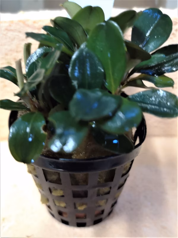 BUCEPHALANDRA THEIA - PLANTE AQUARIUM - PLANTE AQUATIQUE