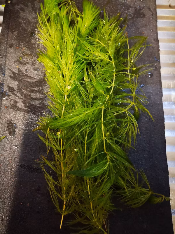 CERATOPHYLLUM DEMERSUM PLANTE AQUATIQUE 15 brins de 20cm - PLANTE AQUARIUM
