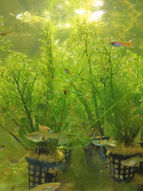 CERATOPTERIS THALICTROIDES - PLANTE AQUATIQUE - PLANTE AQUARIUM