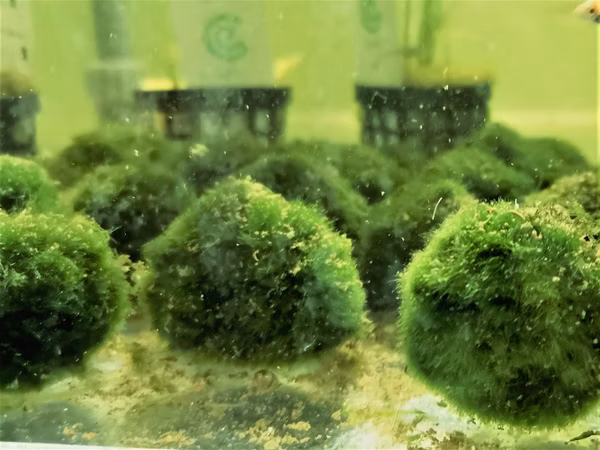 CLADOPHORA AEGAGROPHILA - BOULE DE MOUSSE - PLANTE AQUATIQUE - PLANTE AQUARIUM