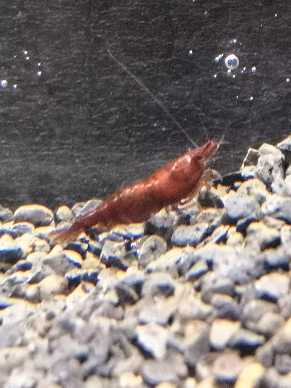 CREVETTE BLOODY MARY NEOCARIDINA DAVIDI BLOODY MARY