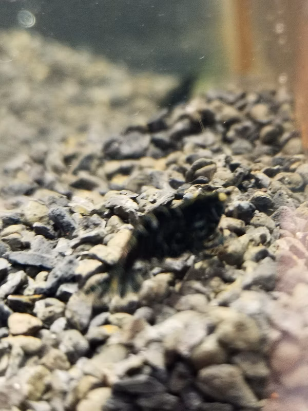 CREVETTE CARBON NEOCARIDINA DAVIDI CARBON
