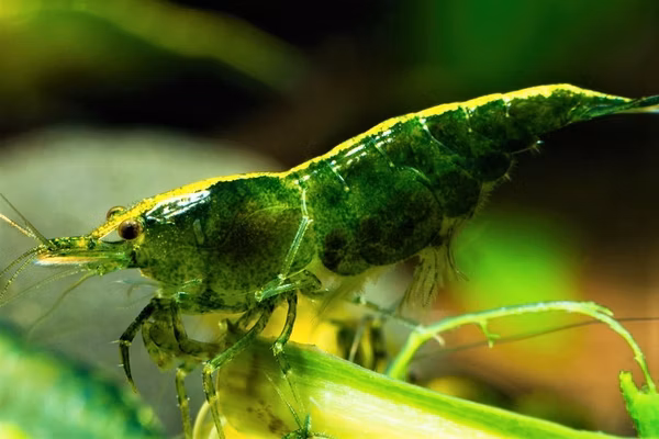 CREVETTE GREEN JADE NEOCARIDINA DAVIDI GREEN JADE