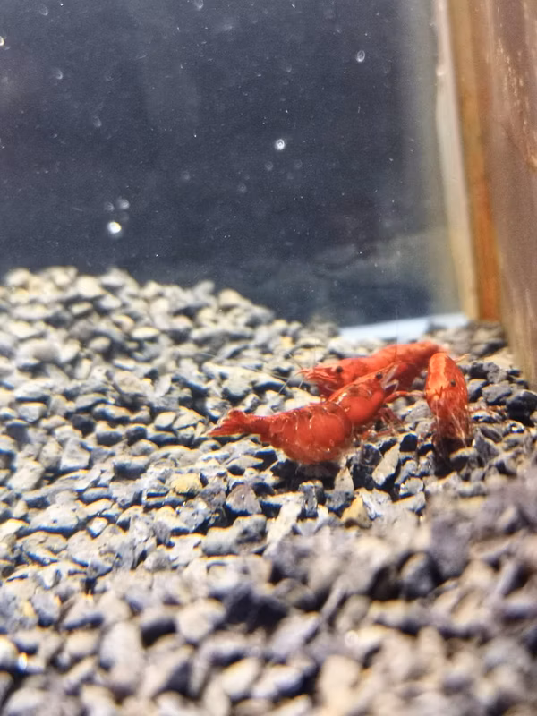 CREVETTE RED CHERRY GRADE A NEOCARIDINA DAVIDI RED CHERRY GRADE A