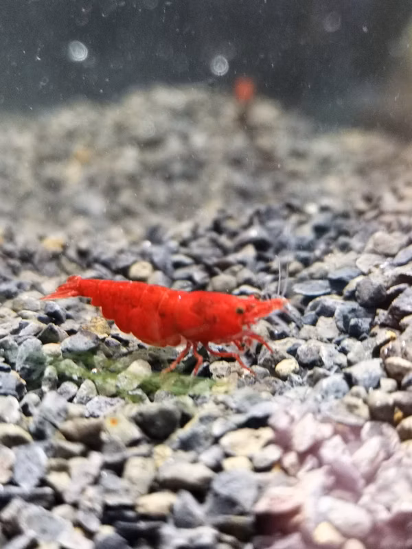 CREVETTE RED CHERRY GRADE B NEOCARIDINA DAVIDI RED CHERRY GRADE B