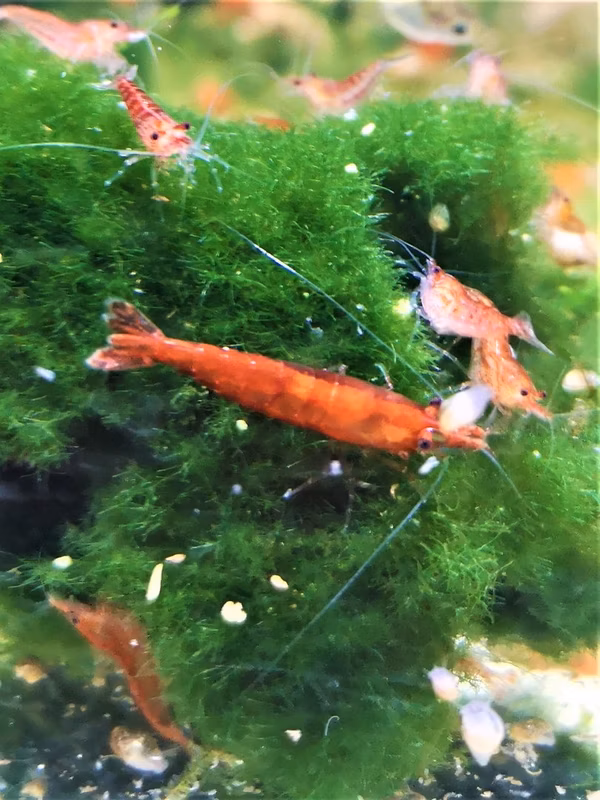 CREVETTE RED CHERRY NEOCARIDINA DAVIDI RED CHERRY