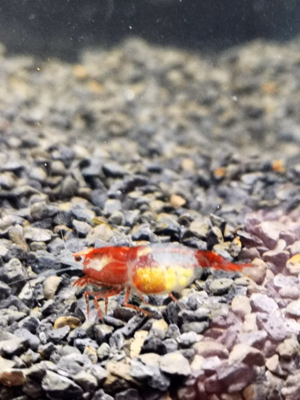 CREVETTE RILLI RED NEOCARIDINA DAVIDI RILLI RED
