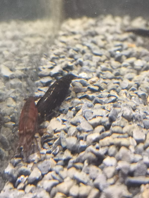 CREVETTE SAKURA CHOCO NEOCARIDINA DAVIDI SAKURA CHOCO