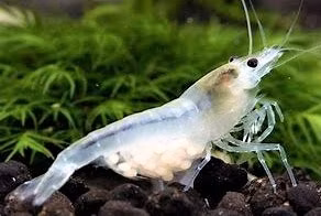 CREVETTE WHITE PEARL - NEOCARIDINA DAVIDI WHITE PEARL - PALMATA WHITE PEARL