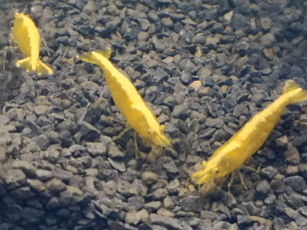 CREVETTE YELLOW NEON NEOCARIDINA DAVIDI YELLOW NEON
